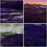 Mixrug creeping thyme seeds coverage creates dense ground cover for pathways and beds.
