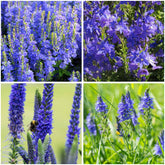 Mixrug Creeping Veronica Speedwell seeds form a blue ground cover for slopes.