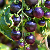 Mixrug Dwarf Cherokee tomato seeds packet front view for home gardening