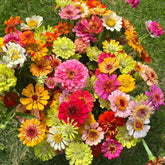 Mixrug Dwarf Zinnia seeds packet showcases vibrant colors ready for outdoor planting.