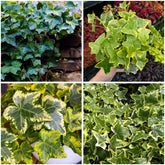 Mixrug English Ivy seeds pack for versatile ground cover and vertical growth.