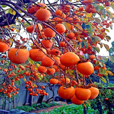 Mixrug Fuyu persimmon seeds pack for home planting and potential fruit harvest
