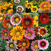 Mixrug Gazania seeds for heat-tolerant ground cover in sunny gardens.