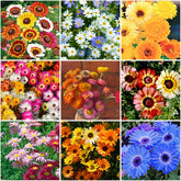 Mixrug Gerbera Daisy seeds pack ready for colorful garden beds and containers