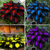 Mixrug Hosta seeds curated collection in seed packets boosts shade garden possibilities.