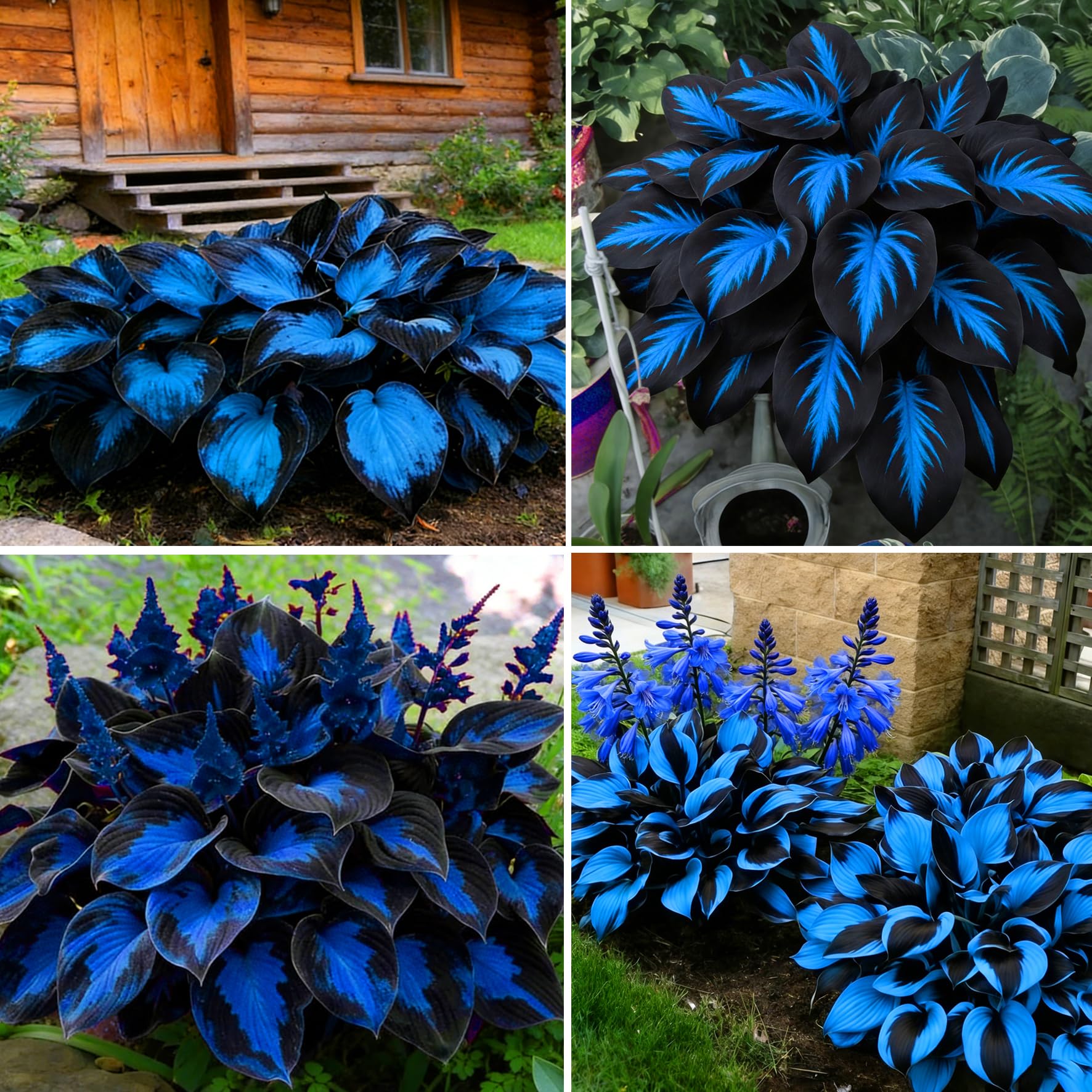 Mixrug Hosta seeds packaging displaying a diverse shade-loving variety for borders.