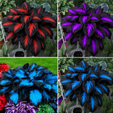 Mixrug Hosta seeds variety collection offers diverse blooms for shade garden borders.