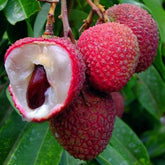 Mixrug lychee seeds packaging close-up for freshness and viability