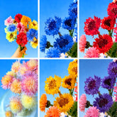 Mixrug cornflower seeds pack ready for sowing to boost garden color.
