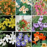 Mixrug mixed nasturtium seeds packaging ready to plant for vibrant outdoor color.