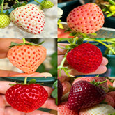 Mixrug mixed strawberry cranberry seeds kit close-up ready for home garden planting