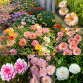 Mixrug moss rose seeds outdoor bloom for sunny borders.