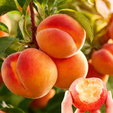 Mixrug Organic Dwarf Peach Seeds packaging ready for home gardening