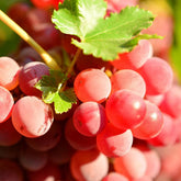Mixrug organic red grape seeds packaging for home garden planning
