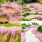 Mixrug pink creeping thyme seeds pack for easy ground cover