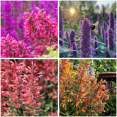 Mixrug pink hummingbird mint seeds pack for pollinator-friendly beds.