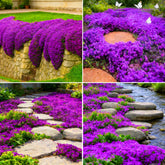Mixrug purple creeping thyme seeds for dense ground cover with fragrant blooms.