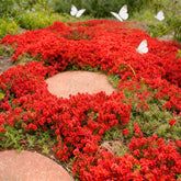 Mixrug Red Creeping Thyme seeds pack for ground cover in sunny borders; helps weed control.