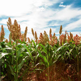 Mixrug sugarcane seeds pack 150+ for lush tropical planting and screening