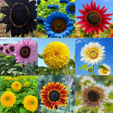 Mixrug sunflower seeds colorful blooms for a vibrant garden display
