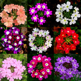 Mixrug Verbena seeds pack 1500pcs offers versatile ground cover for outdoor carpets.