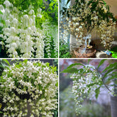 Mixrug Weeping Jasmine seeds packaging shows an easy gardening starter kit for beginners