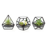 Mkono glass terrarium globe 4in displays small succulents and modern decor.