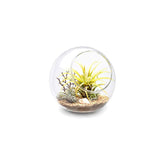 Mkono terrarium globe on table displaying modern home decor and glass craftsmanship