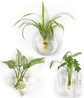 Mkono oblate terrarium wall planter for compact hydroponic plants