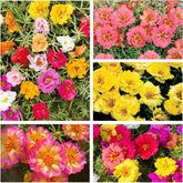 Moss Rose seeds mixed color bag shows vibrant garden color options for sunny beds.