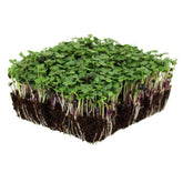 Mountain Valley Bulk Salad Mix Seeds in packaging, ideal for reliable indoor sprouting.