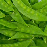 Mountain Valley Seed's Mammoth Melting Sugar Pod yields plump, crisp pods perfect for fresh eating