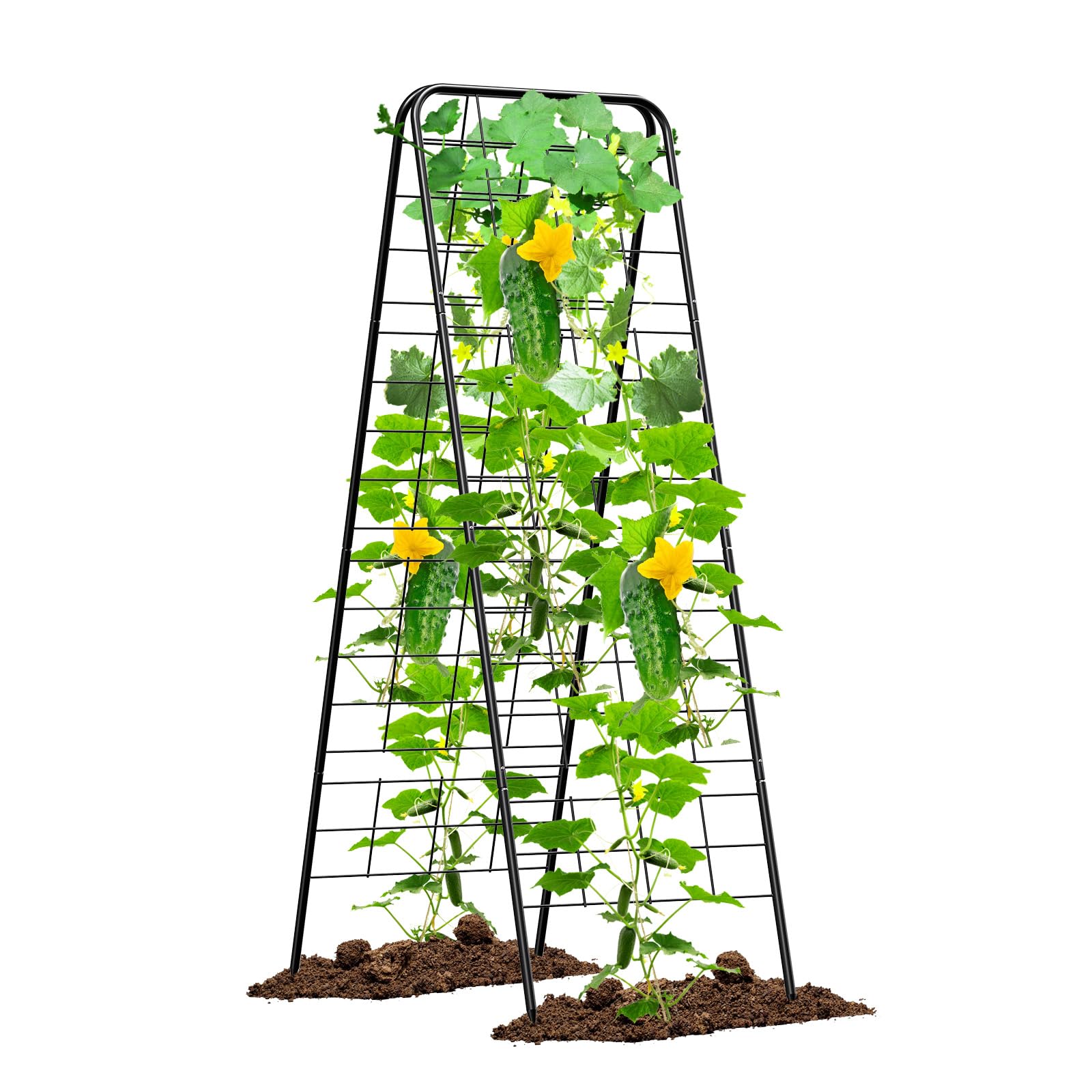 MQHUAYU Heavy Duty Cucumber Trellis with adjustable height supports seedlings to mature climbers.