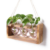 MTsigns plant terrarium propagation station on natural wood stand for desk use.