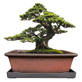 MUZHI ceramic bonsai planter showcases rustic charm for indoor or outdoor displays