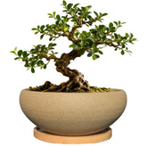 MUZHI round unglazed bonsai pot with clean lines for stylish indoor display