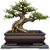 MUZHI rectangle unglazed ceramic bonsai pot promotes breathable root airflow.