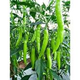 My Favorite Deals Indian hot chili seeds 25-pack for home gardening and high yields.