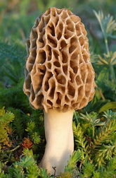 Nature's Treasures True Morel Grow Kit ready for home cultivation of gourmet mushrooms.