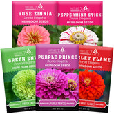 NatureZ Edge zinnia seeds bulk mix 5g for bright garden beds and containers.