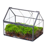 NCYP mini glass terrarium with lid—modern display for small plants