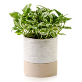 Nihow self-watering pot front view in cream white with brown stripes for indoor spaces