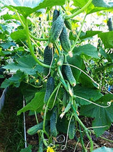 NIKA SEEDS indoor cucumber Close Family F1 plant thriving in a pot for container gardening