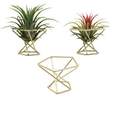 Nwsrayu geometric air plant holder in gold enhances modern decor and display.