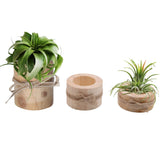 Nwsrayu wooden air plant holders pack 3, front view with natural pine finish for stylish home decor