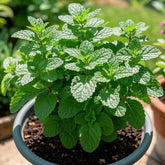 NYGardenia 1000 Mint Seeds pack for easy kitchen herb growth.