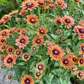 NYGardenia Black-Eyed Susan seeds pack brightens borders and attracts pollinators