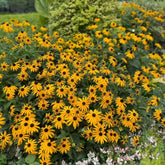 NYGardenia 500 Rudbeckia seeds pack ideal for starting a pollinator-friendly border.