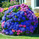 NYGardenia hydrangea seeds show mixed colors for beds and borders