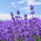 NYGardenia lavender seeds pack 1000 for large border planting.